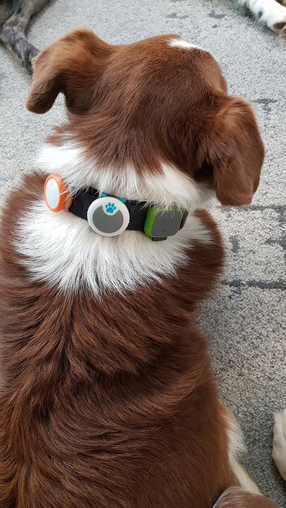 Fitbit dog sale collar