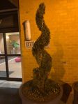 One more spiral topiary