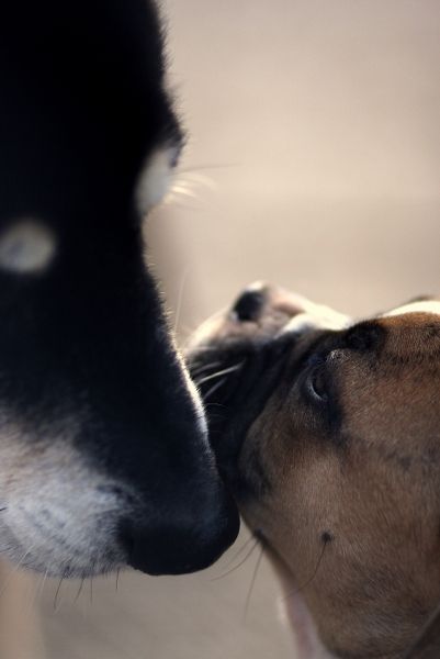 D'Artagnan & Porthos.jpg
