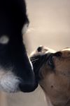 D'Artagnan & Porthos.jpg