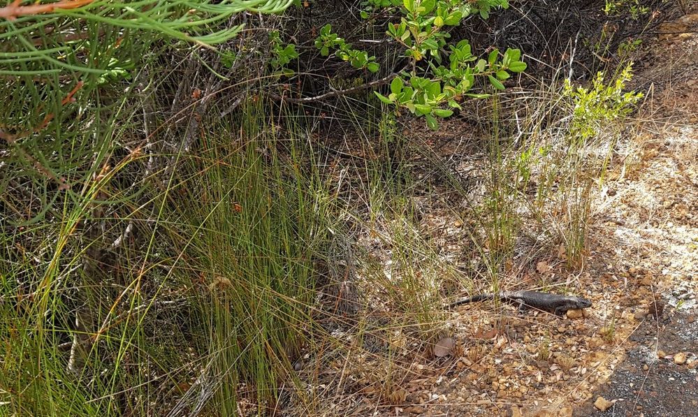 Skink hiding in the grass