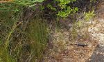 Skink hiding in the grass