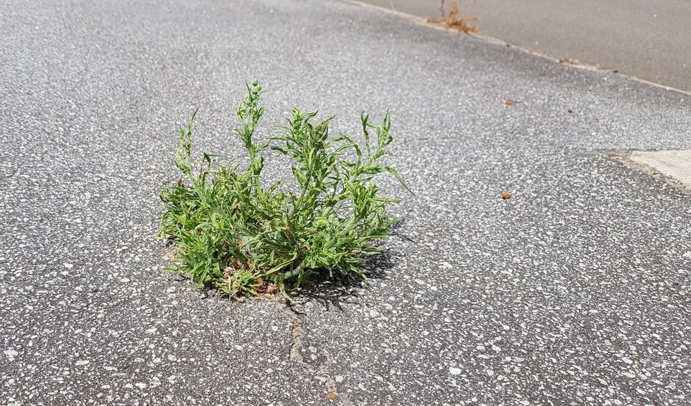 Weed in the pavement