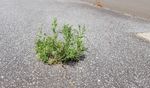 Weed in the pavement