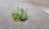 Weed in the pavement