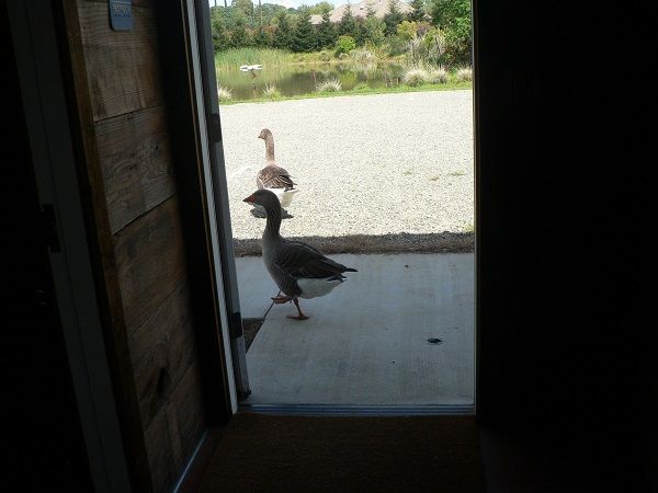 ducksgoathouse.jpg