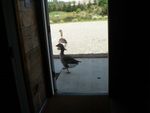 ducksgoathouse.jpg