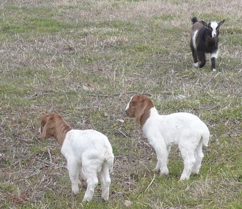 babygoats1.jpg
