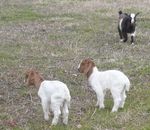 babygoats1.jpg