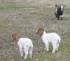 babygoats1.jpg