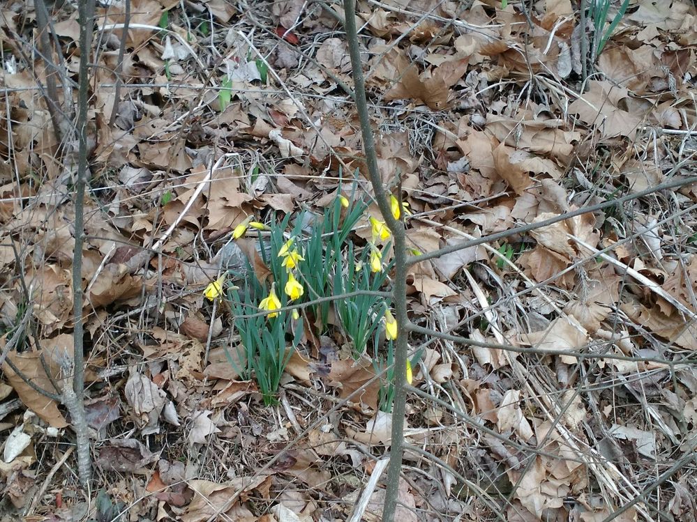 flowers in Feb.jpg