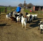 meandgoats.jpg