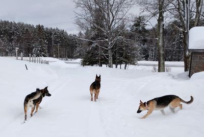 Dogs running the driveway.