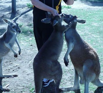 roosfeeding.jpg