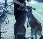 roosfeeding.jpg