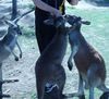 roosfeeding.jpg