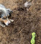 I like mud.  Jumping in it.  Rolling in it.  Chasing in it ...