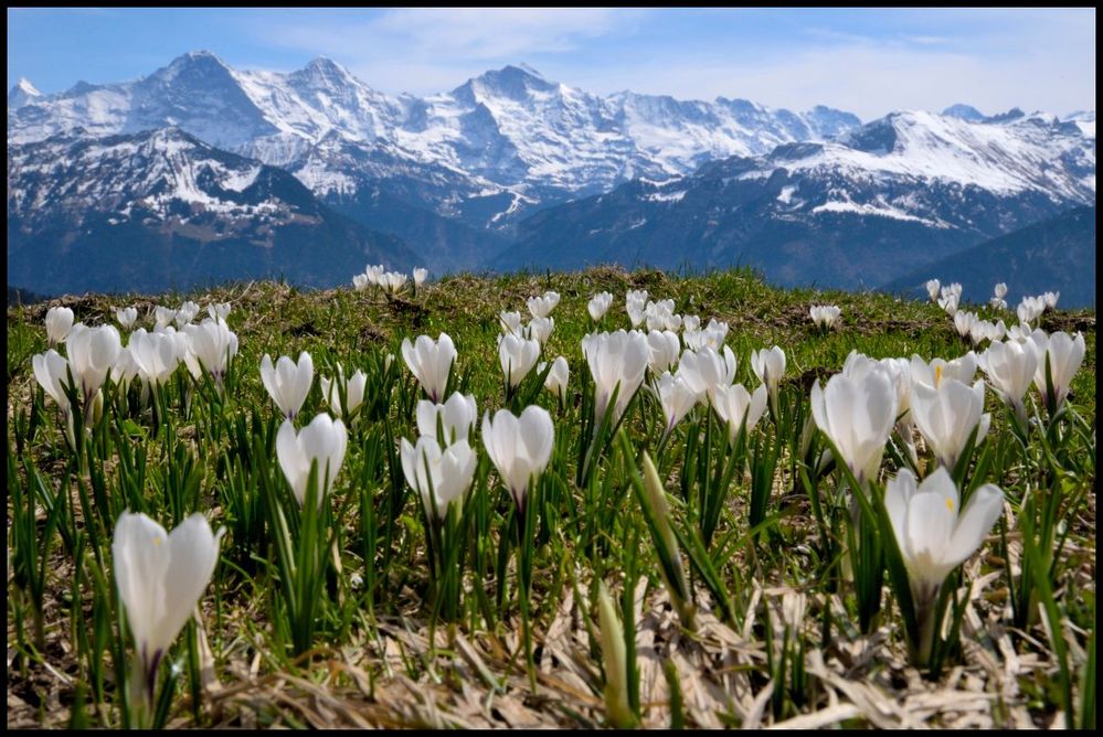 Spring in the Bernese Oberland is beautiful