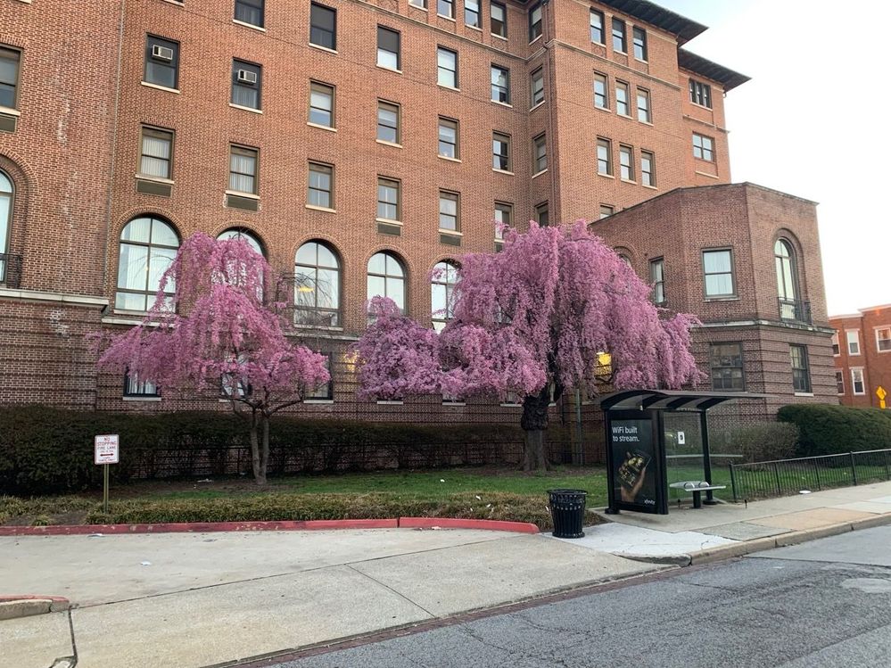 Al Capone Tree