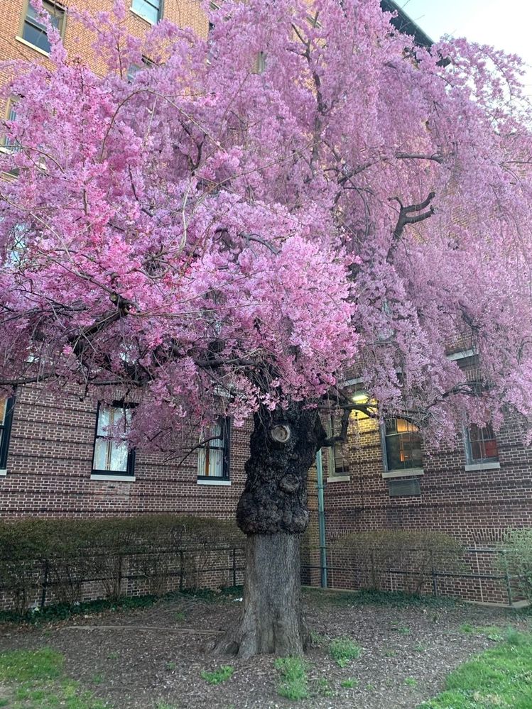 Al Capone Tree