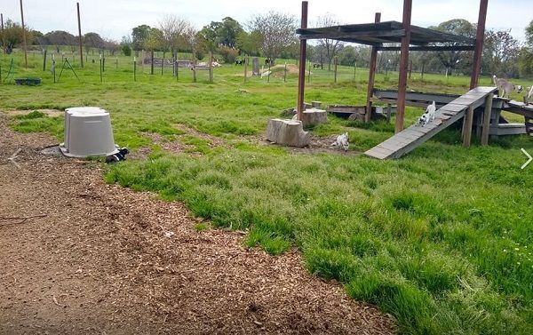 babygoats.jpg
