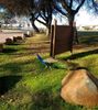 peacock.jpg
