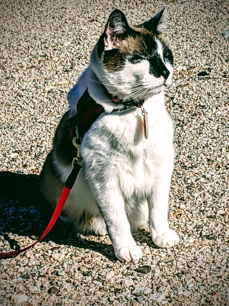 Walking buddy -- chillin in the warm sun.