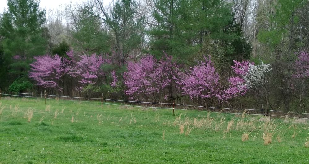 Edge of my pasture