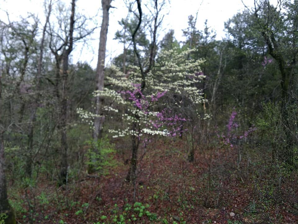 from our bedroom deck