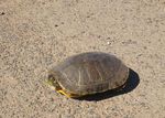 turtle2.jpg