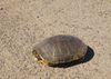 turtle2.jpg