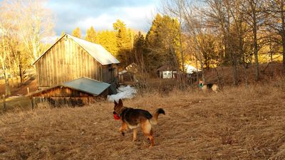 Cam enjoying the field that is part of our 10 Acre Farm