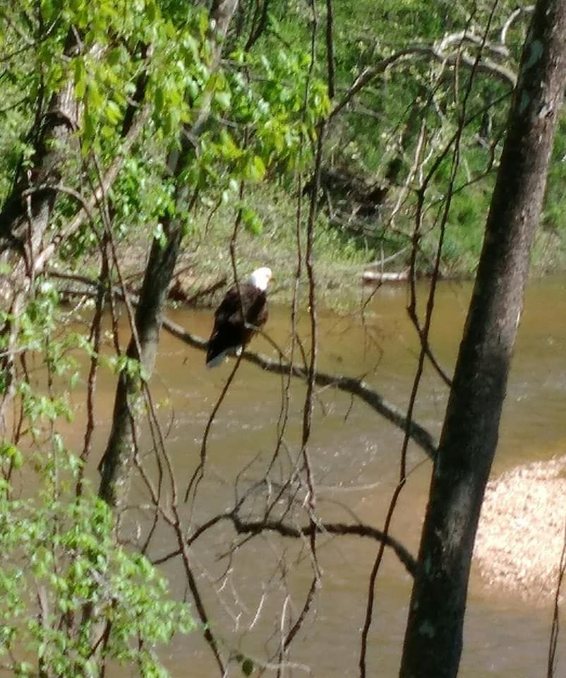 Bald eagle next to trail very close to camp. I spotted him 3 days.