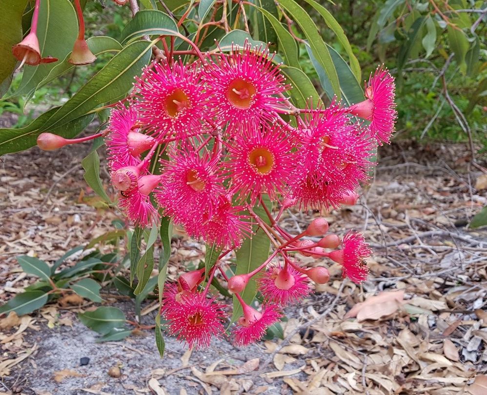 Red flowering gum