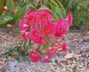 Red flowering gum