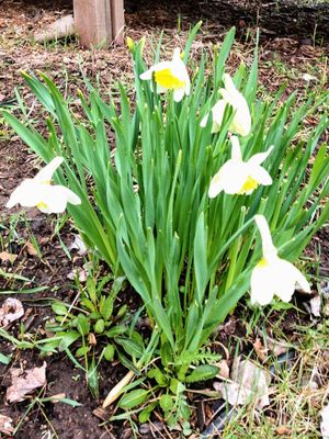 The only flowers found on the walk around the lake were around the Gazebo