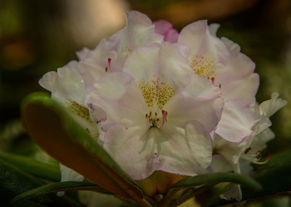 flower.jpg