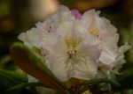 flower.jpg