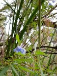 Sollya Heterophylla