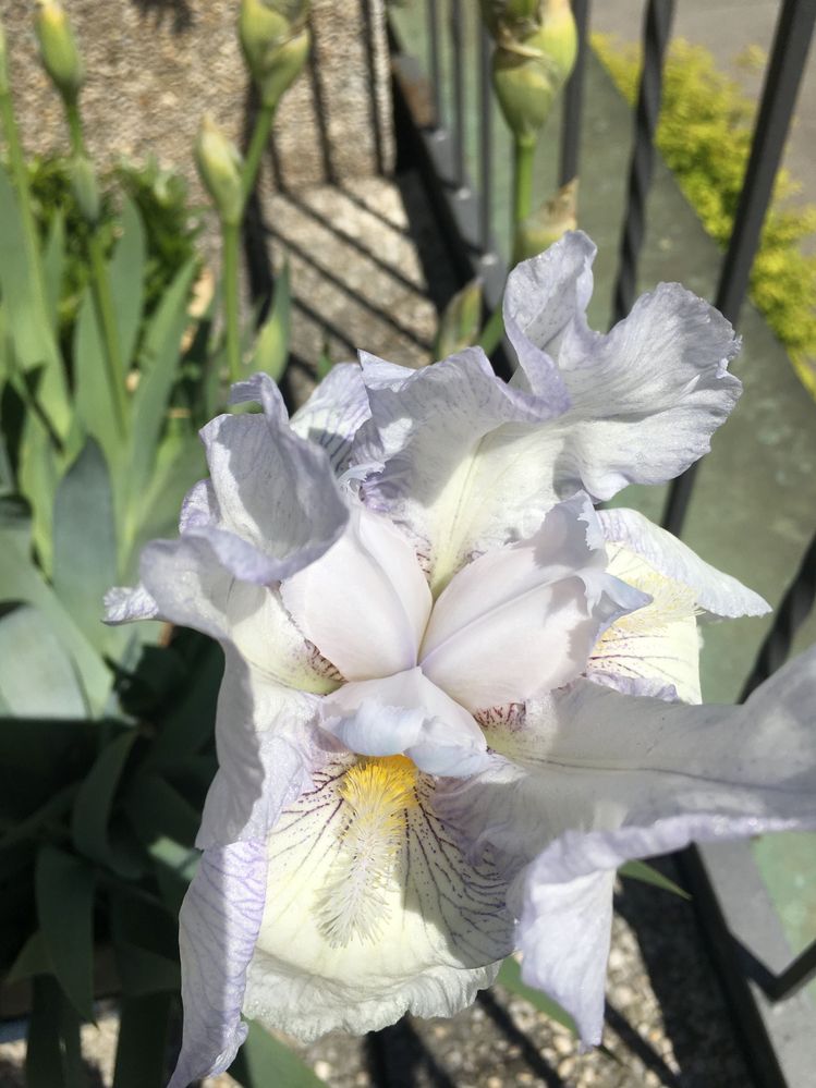 First iris of the season blossomed today.