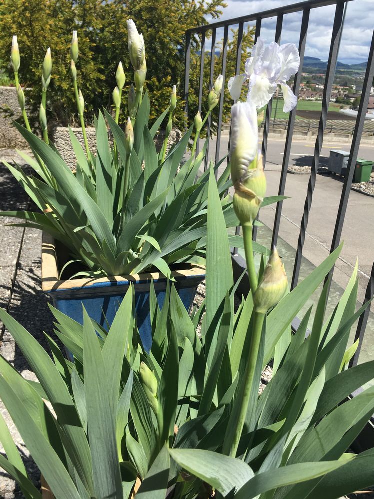 There are 10 more of the same ready to pop open any minute. Then other flowers will follow.