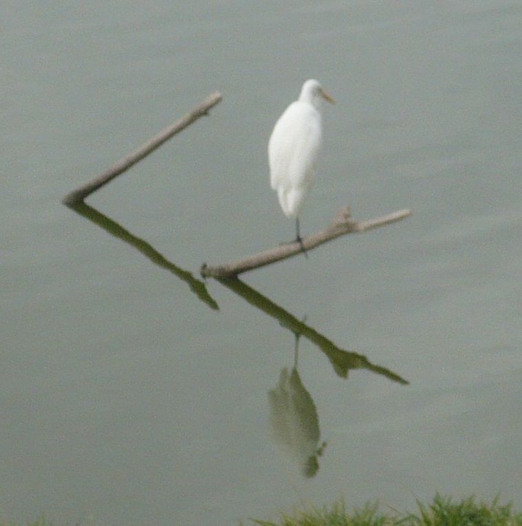 heron.jpg