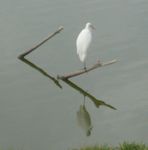 heron.jpg