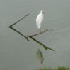 heron.jpg