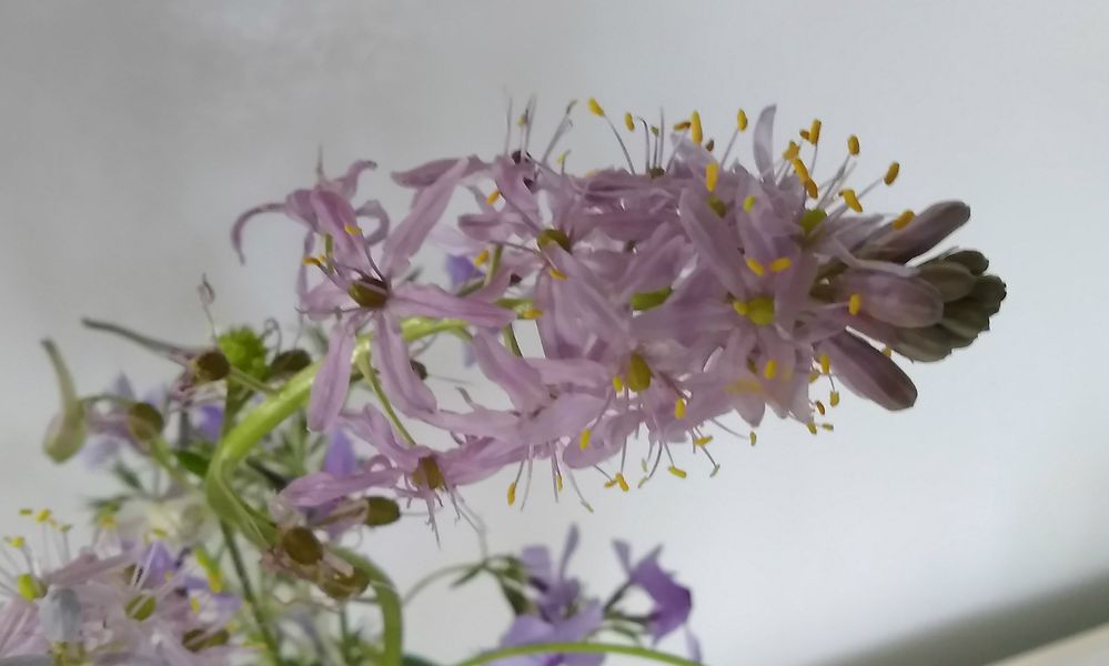 growing wild along my road, no ID yet