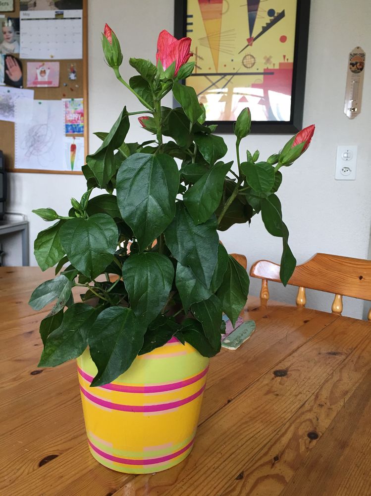 Hibiscus -- with loads of blooms!