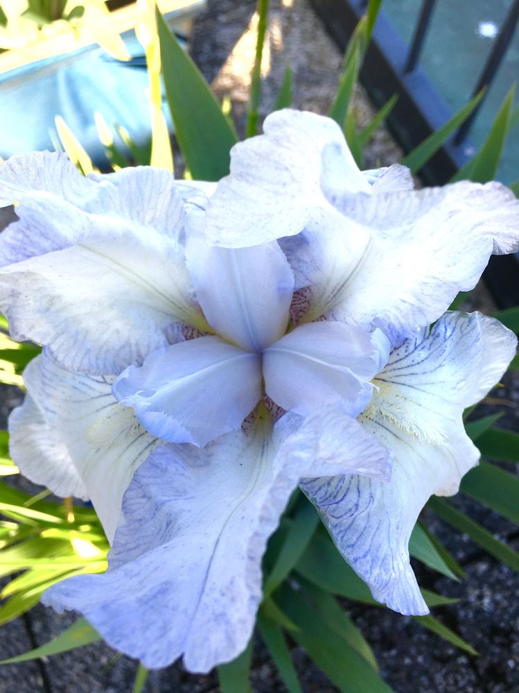 Close up of one of my irises.