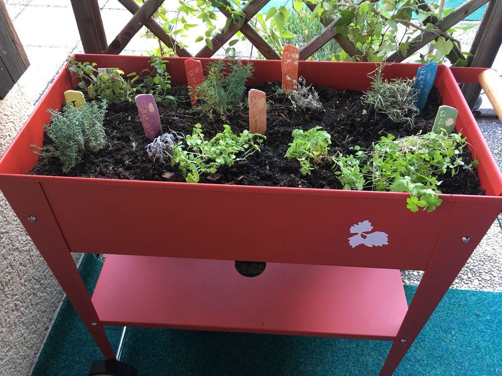 Herbs with the ceramic markers I recently made.