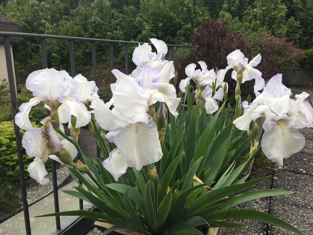 More irises are open now!