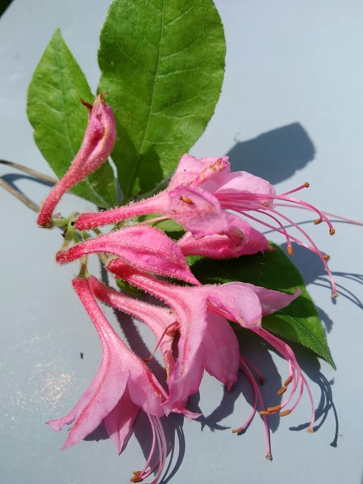 wild azalea next to trail